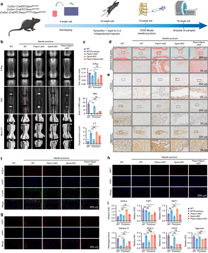 Piezo1 通道通過介導(dǎo)機(jī)械應(yīng)力誘導(dǎo)的鐵內(nèi)流來加劇髓核細(xì)胞的鐵死亡