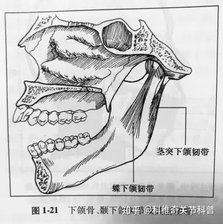 下颌中切牙素描图图片