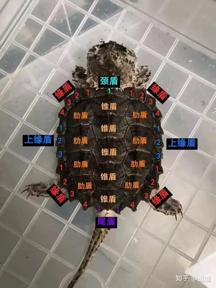 图片[1]-乌龟「腐甲」与「烂甲」详解-龟友之家