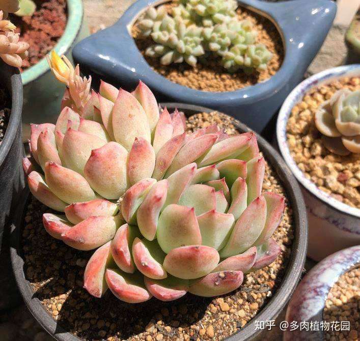 秋季买回多肉先这样处理 避免多肉得虫害 知乎 秋季买回多肉先这样处理 避免多肉得虫害 知乎