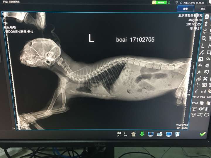 猫肺炎x光图片图片