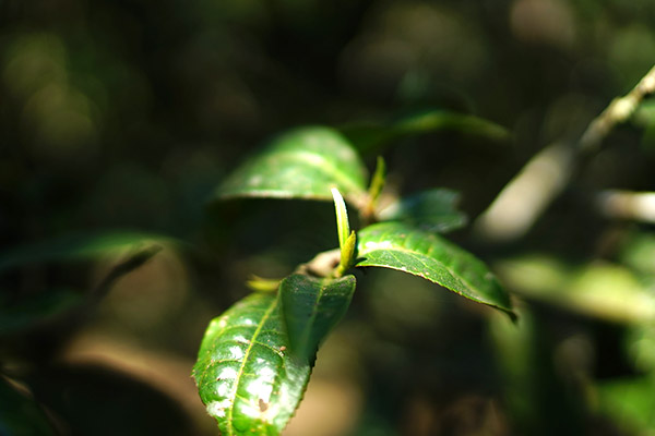 普洱的茶虫是好还是坏