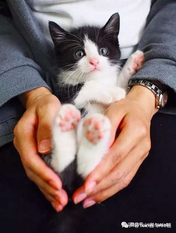 用粉色肉垫挥别夏天 关于猫咪的日本杂志和绘本介绍 知乎