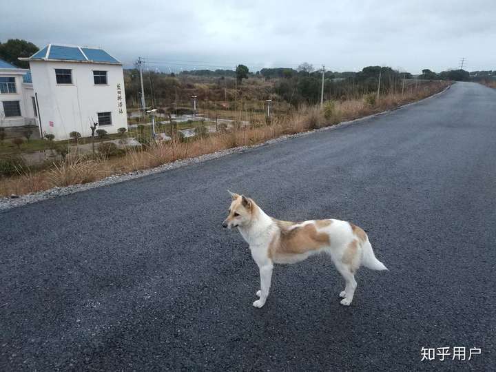 好久没见过土狗了,中国土狗要灭绝了吗?