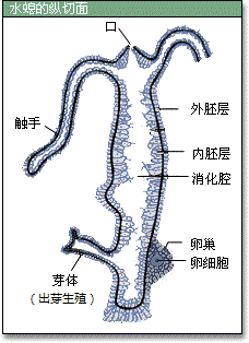呼吸道和消化道在咽喉部共用一个通道有什么生理意义?