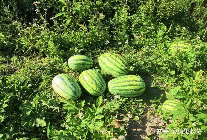 如何轻资产批量孵化三农直播带货账号?