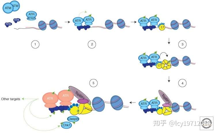 知乎专栏