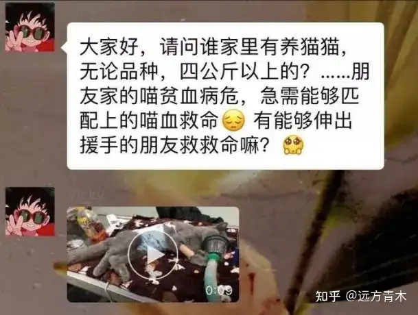 宠物医院有哪些残忍的真相？