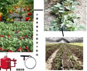 智慧农业：水肥一体化技术在大棚草莓种植中的应用-卡咪卡咪哈-一个博客