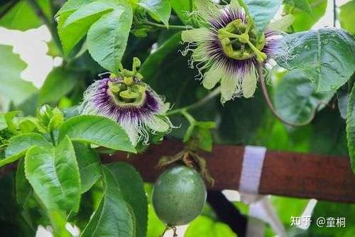 陽臺上種百香果,只長葉子不開花不結果該怎麼辦?