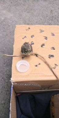 麻雀最怕什么叫声 v2-6a72d8842586d073f79efd6ed7dc97e7_bh.jpg?source=1940ef5c