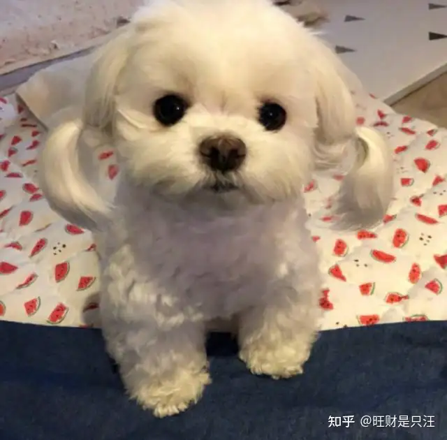 网友：听我一句劝，不要养马尔济斯犬！”