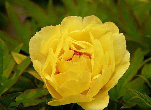 教你玩转牡丹的10大花型 每一种花型都各有特色 知乎