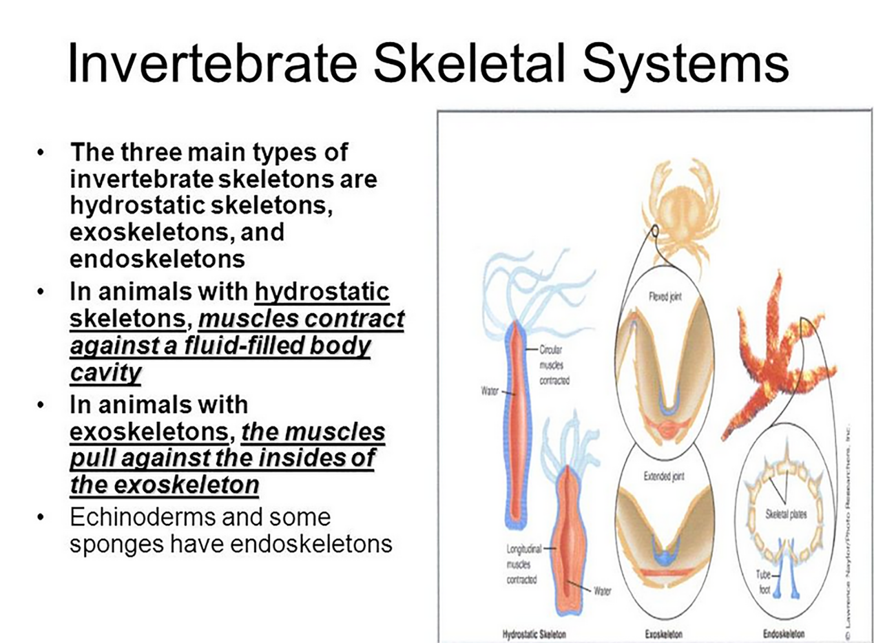图说骨骼系统 Skeletal System 无脊椎动物 知乎