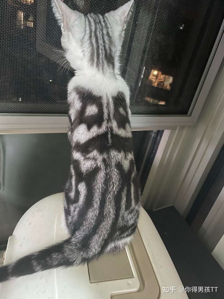 2000块钱左右的起司猫(美短加白)长大会长成土猫吗?