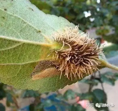 蘋果,梨,發病初期葉片正面出現黃綠色小點,後漸擴大成橙黃色的油狀斑