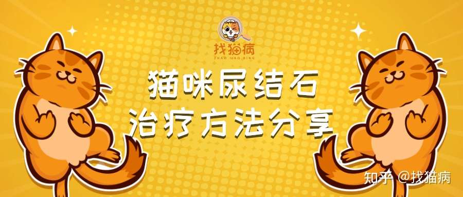 科学养猫 别等猫咪痛苦离世 你才知道尿路结石 尿血尿闭的可怕 知乎