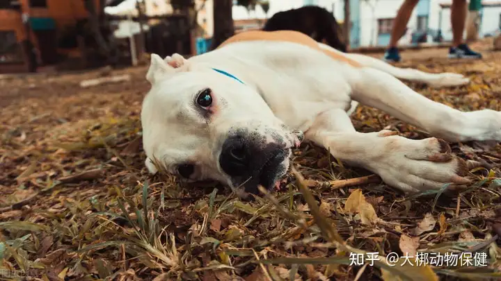 全程干货（宠物假怀孕证明怎么开）宠物假怀孕 第3张