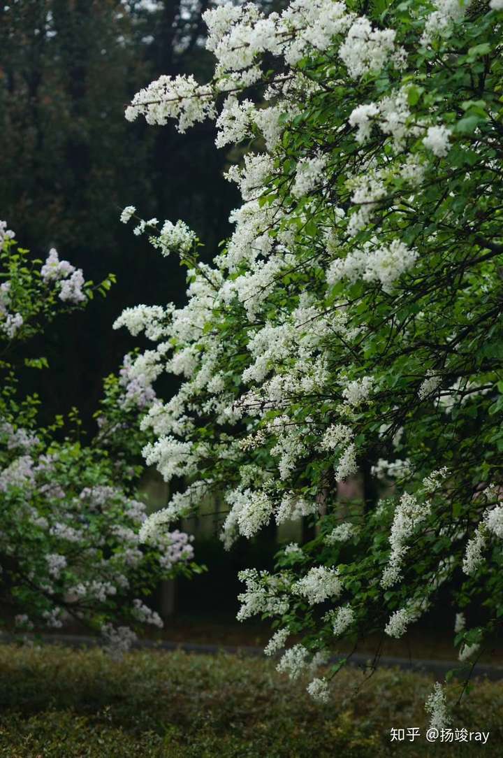 应该是白丁香,花期4月,差不多时间