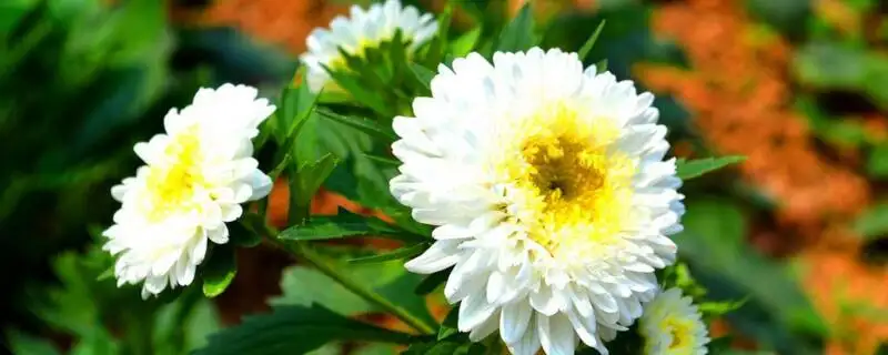 菊花的品种有哪些 常见的十种菊花品种图片 知乎