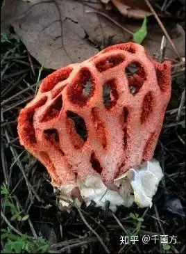 红笼头菌的产孢组织有恶臭味,能吸引苍蝇和其他昆虫来帮助传播孢子.