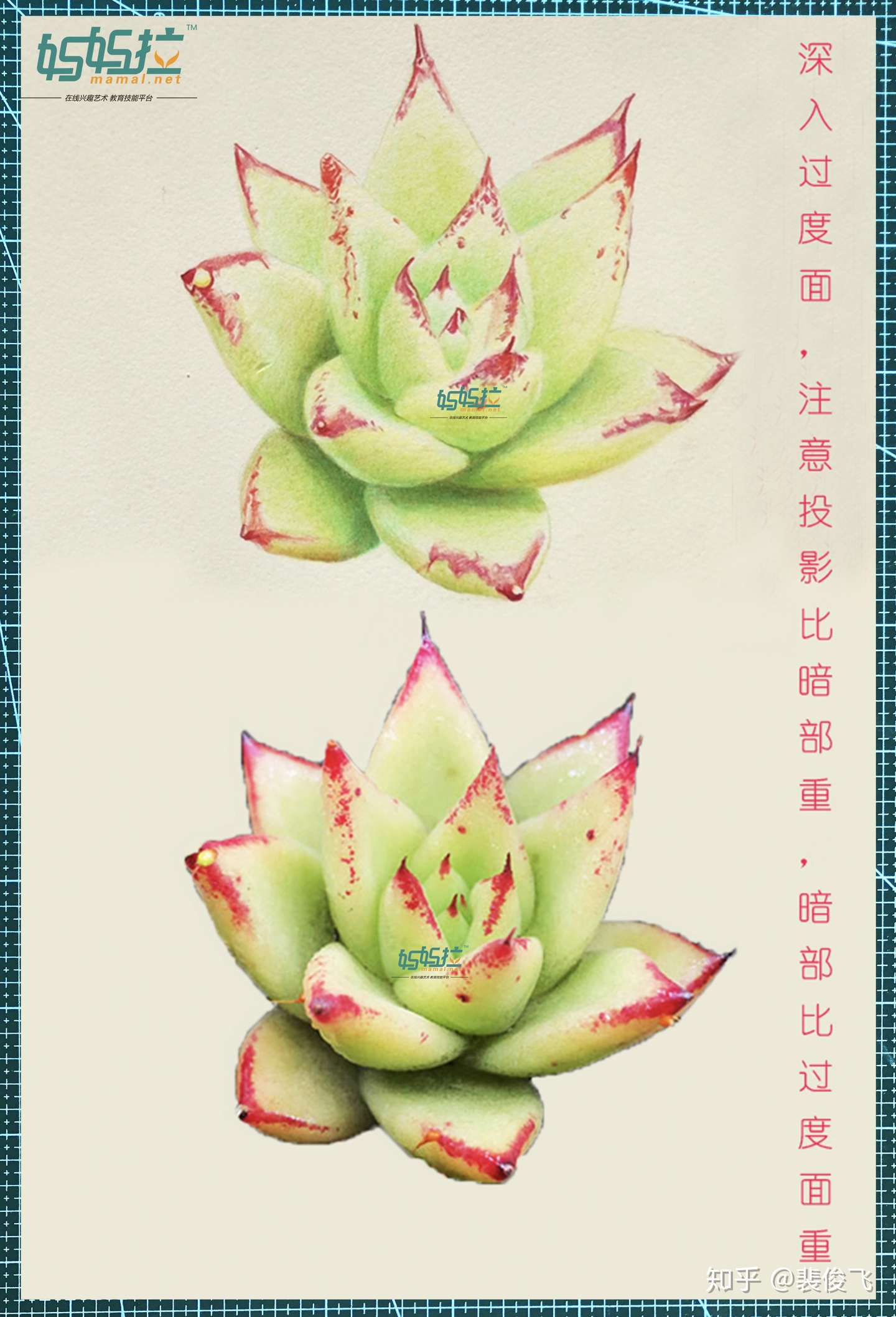 裴俊飞老师分享超详细 多肉素描 彩铅画法 知乎