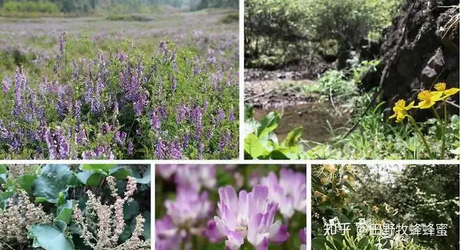 蜂蜜有几种 哪种最好 不同种类蜂蜜的功效 知乎