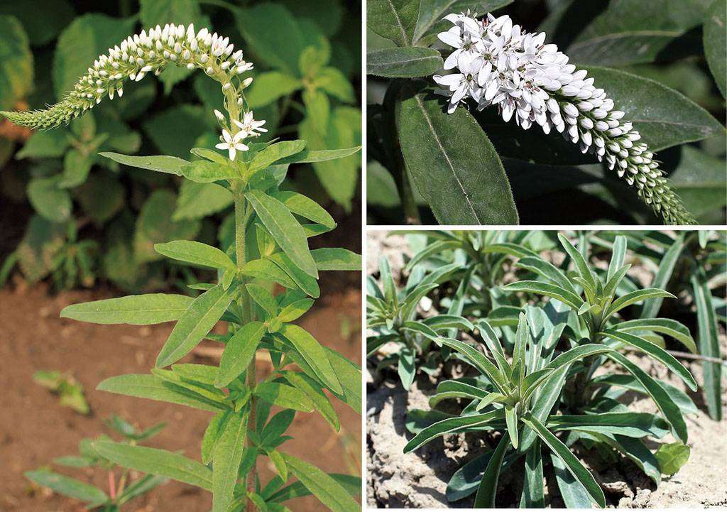 梦幻芭莎-阿婷 的想法: 虎尾草【科属】报春花科 - 知乎