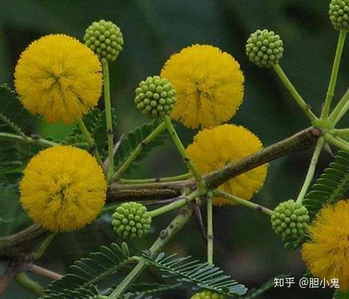 胆小鬼 半吊子吃货 编译/胆小鬼图片来源于网络(侵删) 金合欢树属有