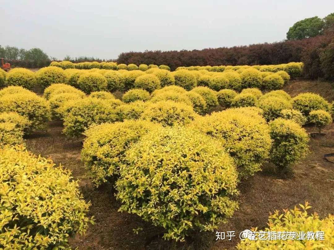 花艺教程 花卉的分类标准大全 建议收藏 知乎