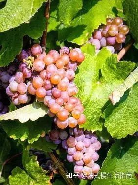 法国国家认证侍酒师最具少女感的葡萄品种琼瑶浆