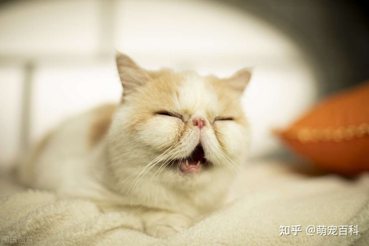 智商令人堪忧的 5大猫咪 饲养请谨慎 知乎