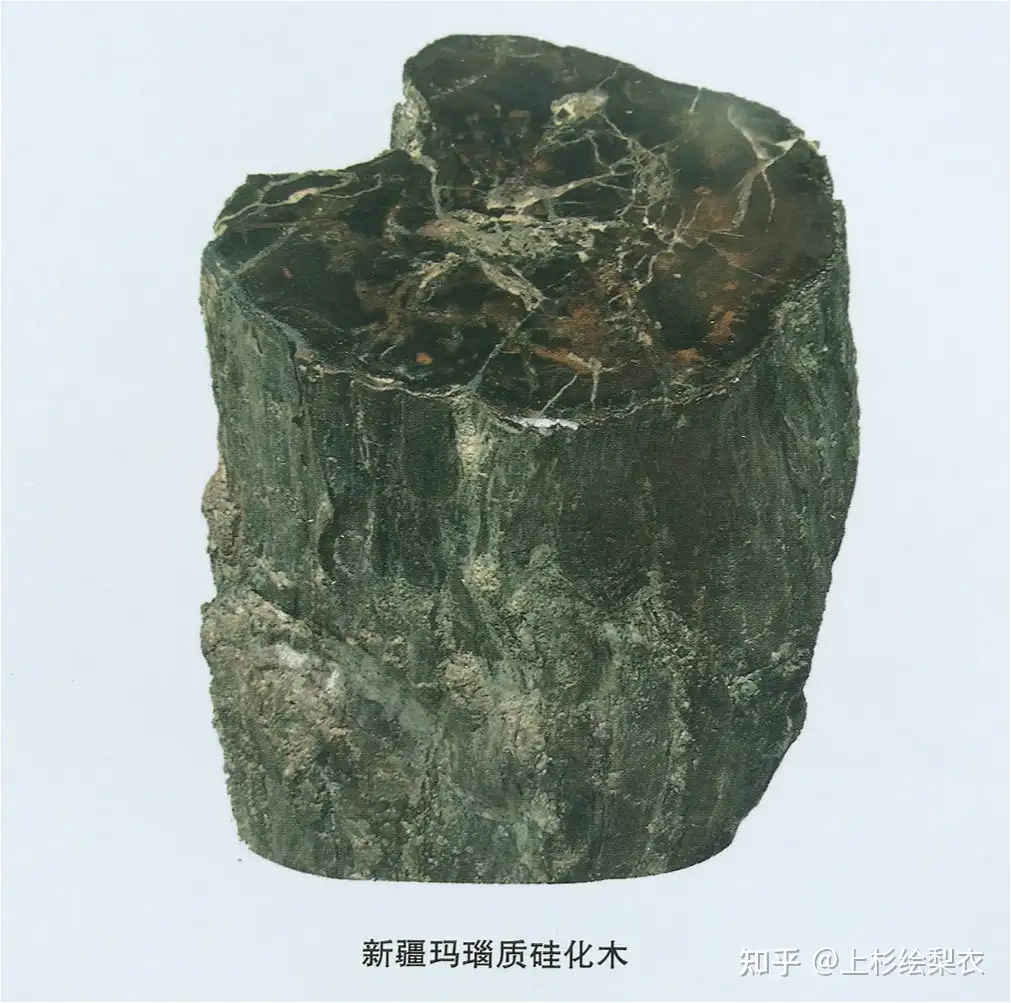 童金南古生物学笔记 化石形成的条件及化石的石化作用 知乎