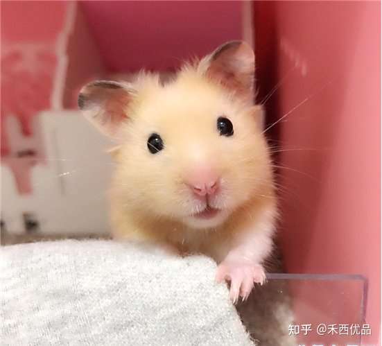 金丝熊寿命有多长 需要注意哪些 知乎