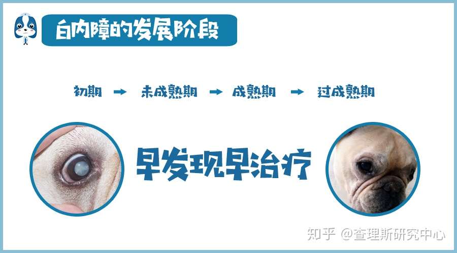 宠医大咖说 关于犬猫白内障 你想知道的都在这儿了 知乎