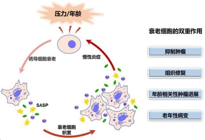 全面替代NMN？香港TimeShop推出新一代长寿科技，或为抗衰带来新变革