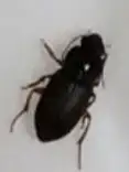 昆虫鉴别科研热点家里发现图一的大虫子和许多图二的小虫子,想问问