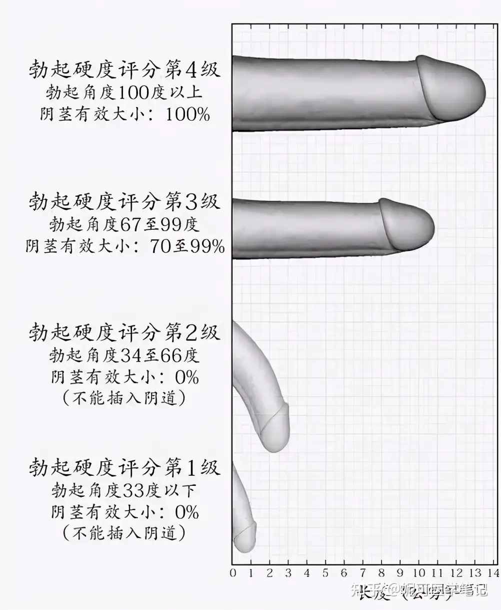 学习分享32#阴茎常识及勃起硬度加强方法- 知乎