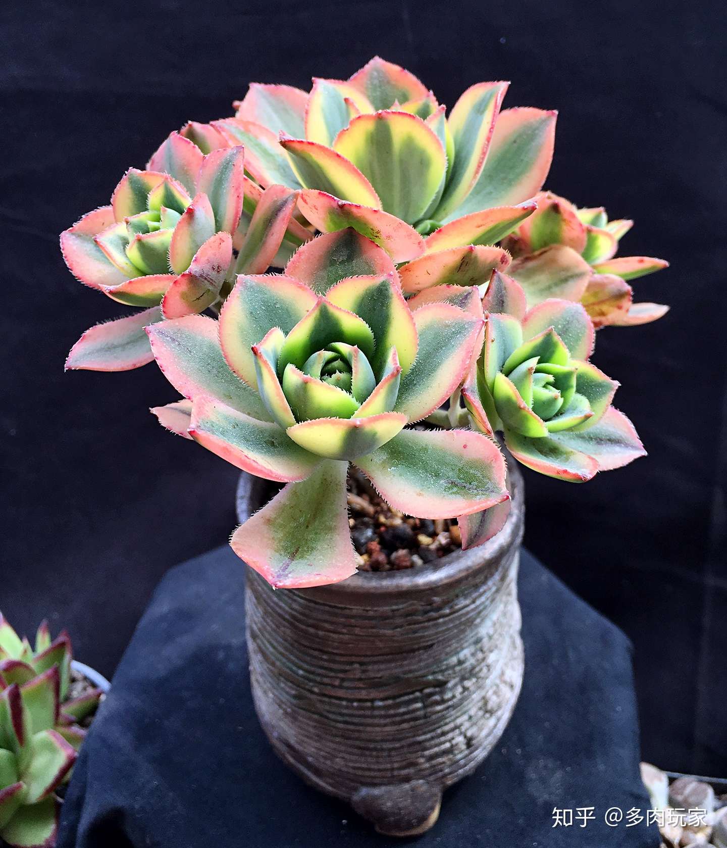 慢客多肉 原创连载 十七 知乎