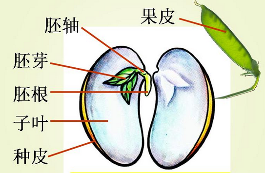椰子树的种子是在椰子果里面吗
