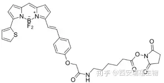 bodipy系列荧光染料bdp630650xnhsester瑞禧生物