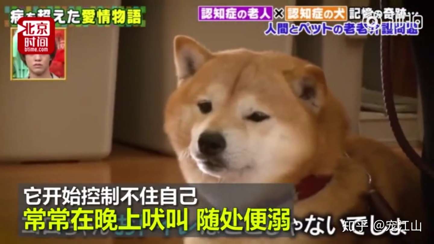 主人和柴犬同时换上痴呆症 多年后重逢她们依然记得彼此 知乎