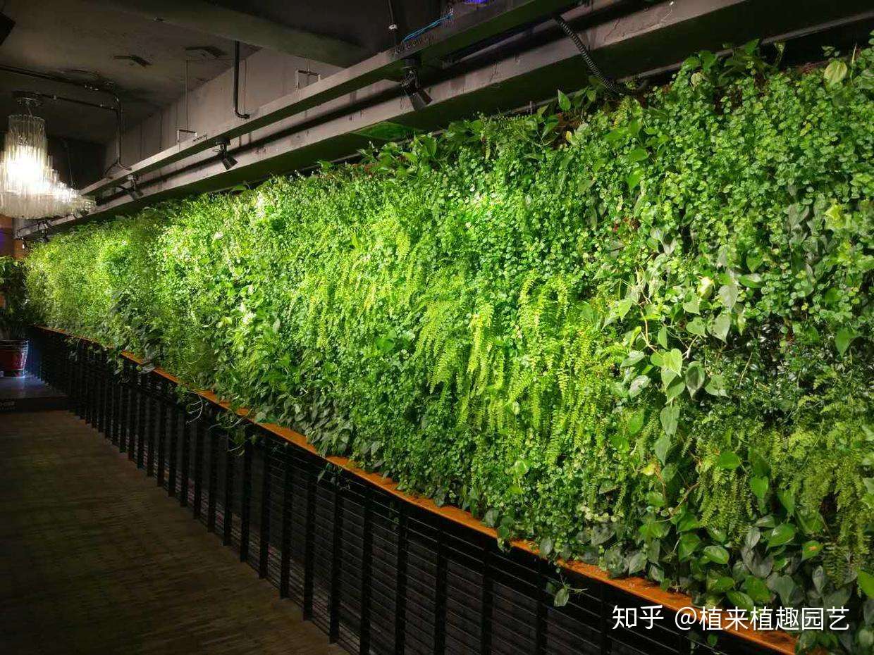 浅谈长沙立体绿化的形式和植物配置 植来植趣 知乎