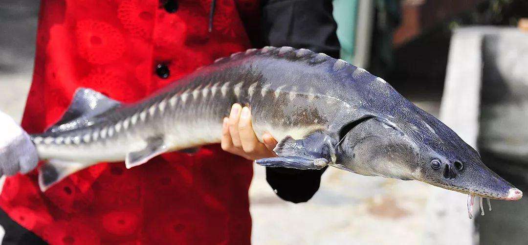 古代人都怎么食用鲟鱼肉呢 鲟龙鱼的魅力原来这么强大 知乎