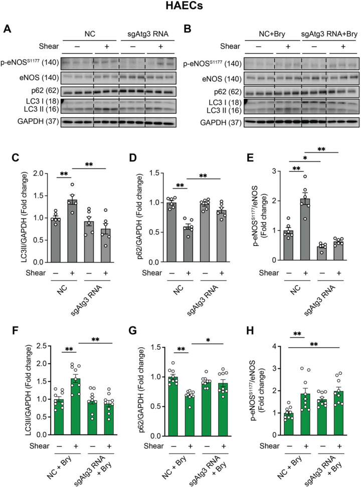 苔蘚抑素-1(Bryostatin-1)通過抑制內皮細胞自噬改善動脈功能 苔蘚抑素-1(Bryostatin-1)通過抑制內皮細胞自噬改善動脈功能