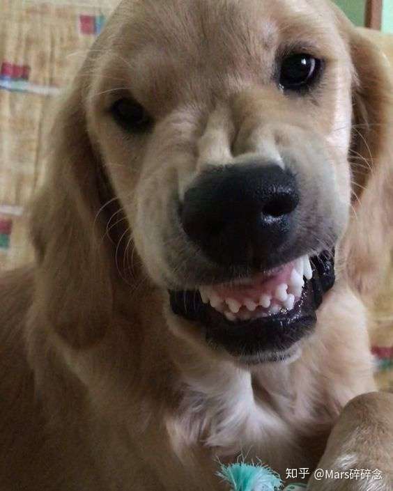 关注问题 67 写回答 生活 宠物饲养 狗 宠物社区 宠物 金毛会发怒