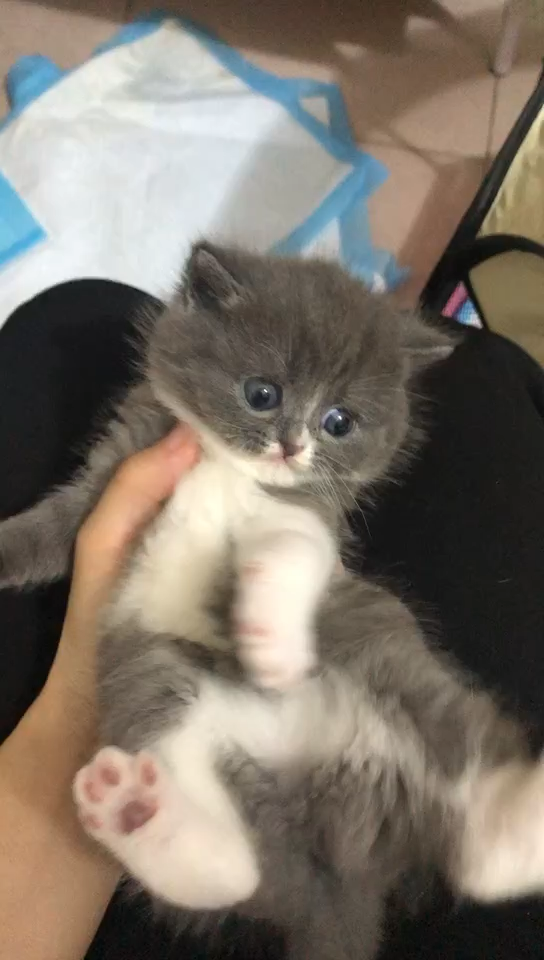 怎么挑选好的蓝猫 v2-6ebf7c37cad6368d5e213e5c08d0fee1_bh.jpg?source=1940ef5c