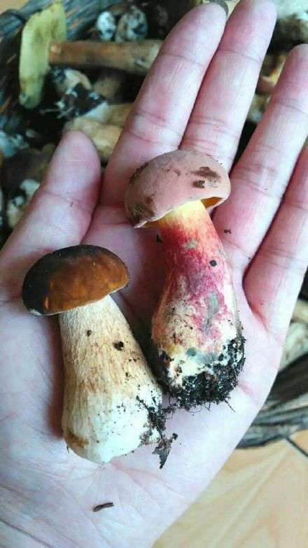 在云南吃蘑菇中毒(没死)是什么体验?