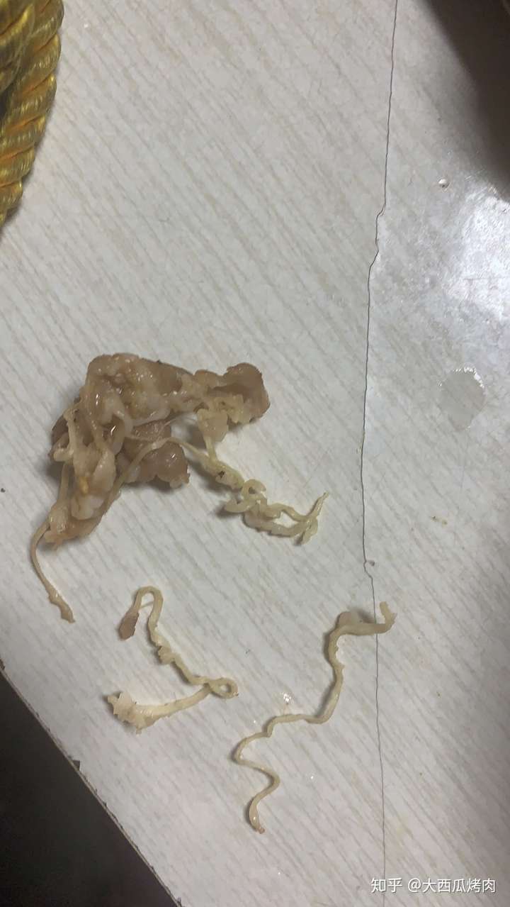 羊肉片里有白色线状东西是寄生虫吗能吃吗