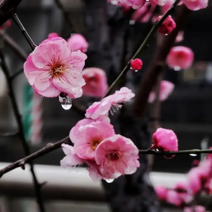 快来看（莘庄赏梅习俗非遗）莘庄梅园可以观赏到梅花吗多少钱 第11张